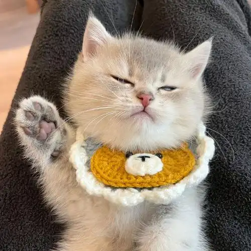 一个巴掌一只可爱猫咪#萌宠##萌宠的日常