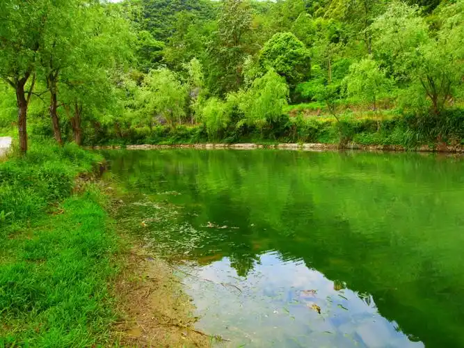 如此原生态的小河,在这绿色的世界里静静的流淌,让人迷恋让人彷徨