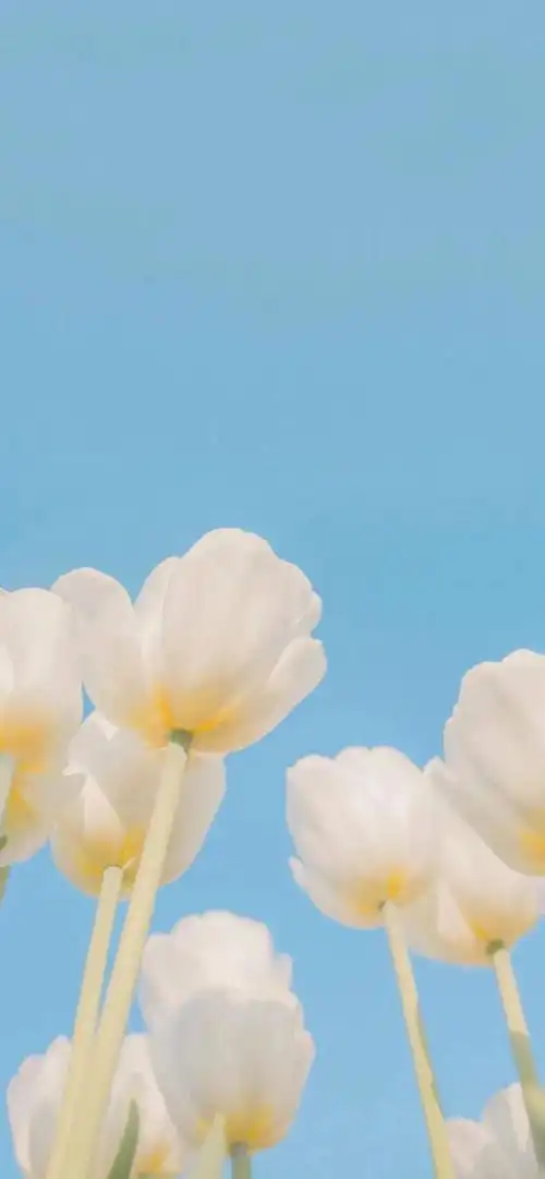 清新ins风简约锁屏壁纸_网易订阅