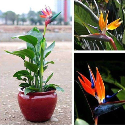世界五大名花之一 鹤望兰 又名极乐鸟花 天堂鸟 多品种3年苗
