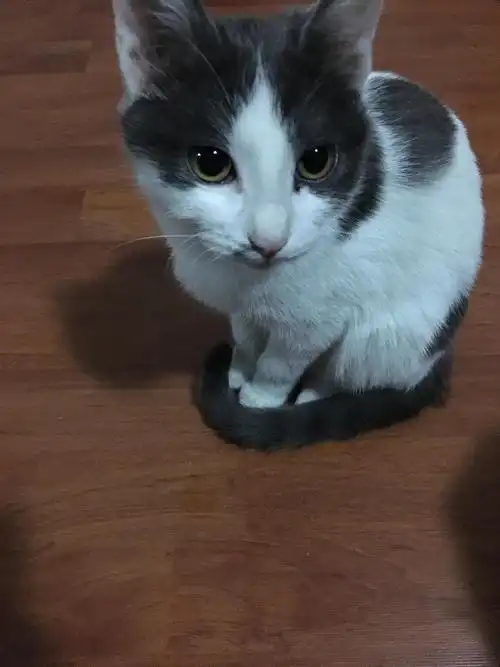 无偿领养英短蓝白串串