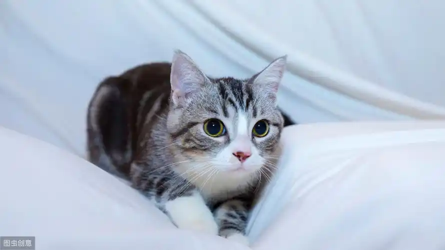 这是美短最为常见的毛色,基本上跟大家说美短,第