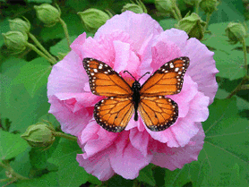 动态花卉_百度图片搜索