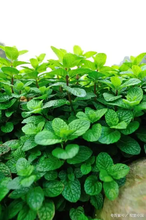 食用薄荷几月份种植 - 2020年最新商品信息聚合专区 - 百度爱采购
