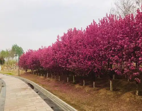 盛开的海棠绚烂多彩,有些花瓣已经飘落,再迟来两天可能就看不到怎么