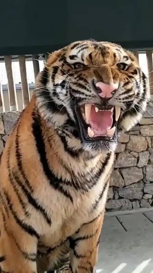 这只大老虎,龇牙咧嘴的样子,难道是在炫耀什么吗