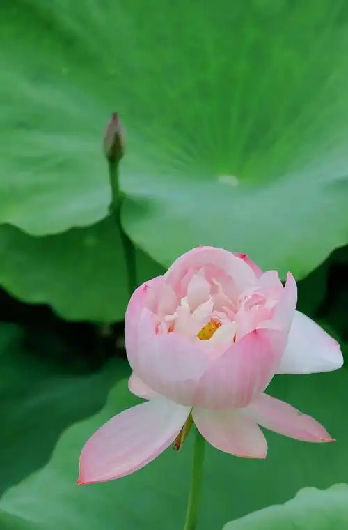 " 荷风莲香,唯美了整个夏天 . "  - 抖音