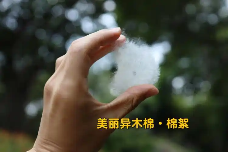 异木棉的棉絮好轻不过比木棉的稍稍重一点