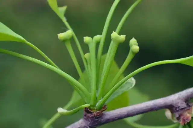 植物科普|浪漫七夕,"单身"植物也能"秀恩爱"