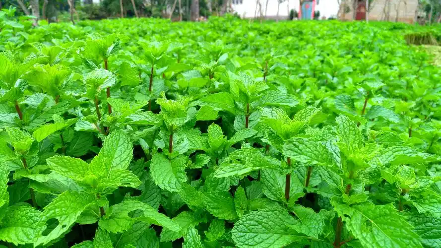 薄荷叶… - 昆明-橡树876 - 图虫
