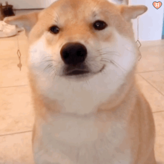 338_338gif 动态图 动图