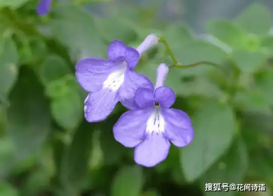 这10种名字中带动物的花卉,花名有趣,奇特别致,你见过几种?
