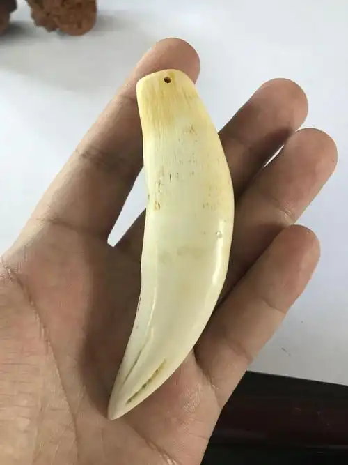 谁能帮我看看这颗老虎牙是真的还是假的