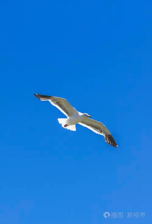 在蓝色的天空中飞翔的海鸥