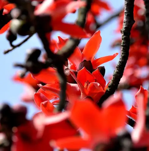 【木棉花红摄影图片】江门生态摄影_太平洋电脑网摄影部落