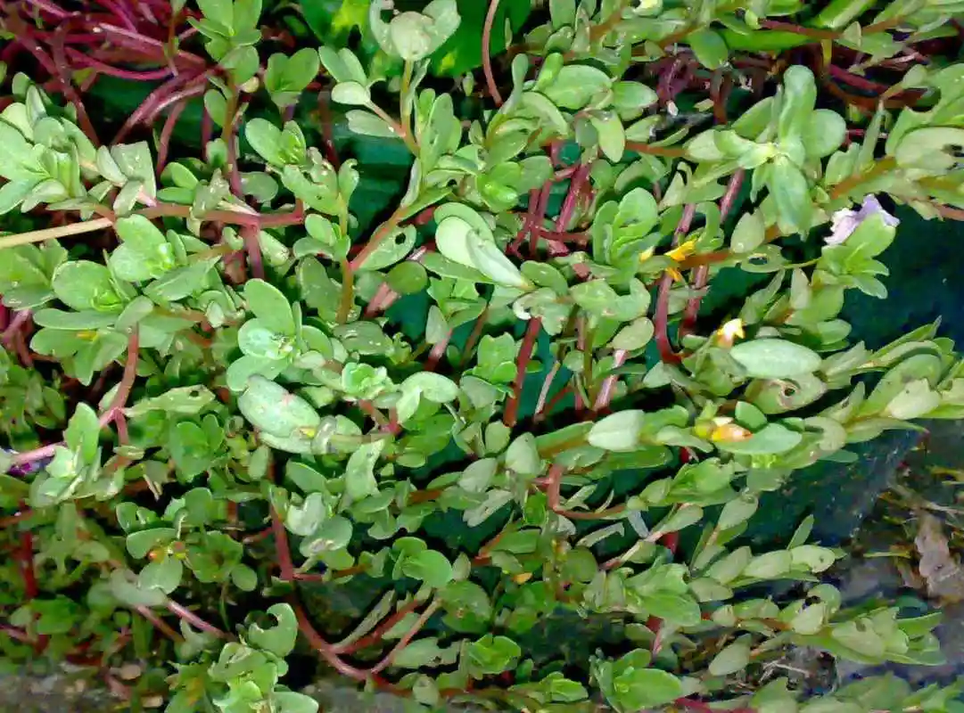 马齿苋在我们农村又被称为救命草长寿菜它到底有啥价值呢