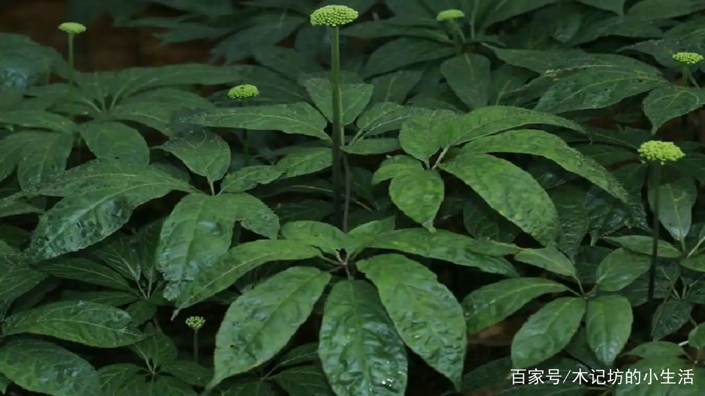 真正的三七叶子是什么样子的