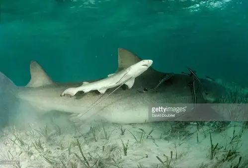 一篇正经的科普文sexinthesea鲨鱼的爱与性▽