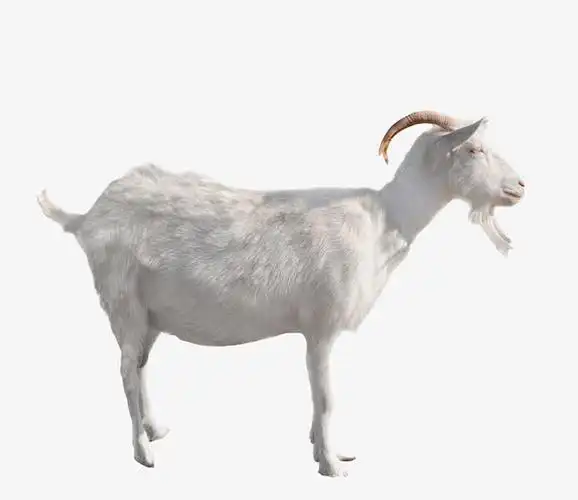 山羊免抠素材免费下载_觅元素51yuansu.com