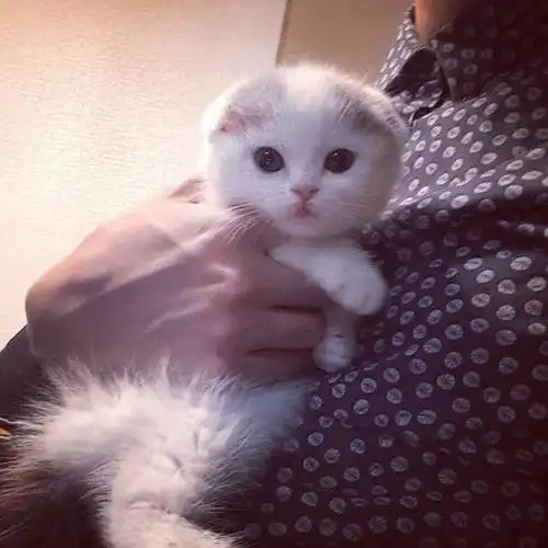 女生头像 猫咪 可爱 萌萌哒 白喵 小清新