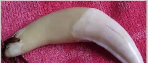 虎牙怎么分辨真假你需要学习了