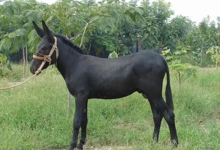 肉驴养殖收银养殖一头驴成本与收银分析