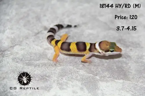 cgreptile4月豹纹守宫更新多基因柠檬火热开售