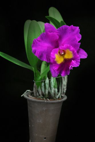 番茄雅韵rlcpinkempressbrightsun日盛卡特兰兰花国兰