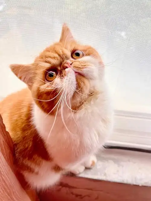 家有萌猫加菲77橘猫