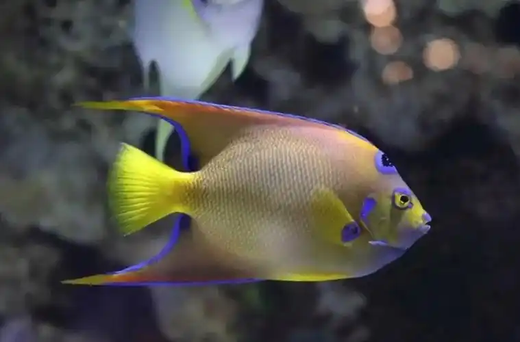 海洋中最美的精灵,各种惊爆眼球的鱼类美图欣赏