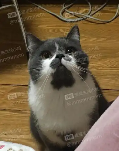 上海长宁灰白英短弟弟