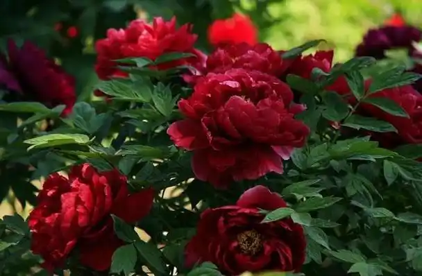 世界上第一名最美的花(牡丹花的寓意)