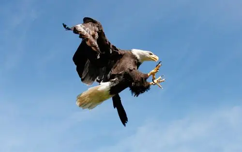 雄鹰高清桌面壁纸_展翅翱翔的雄鹰