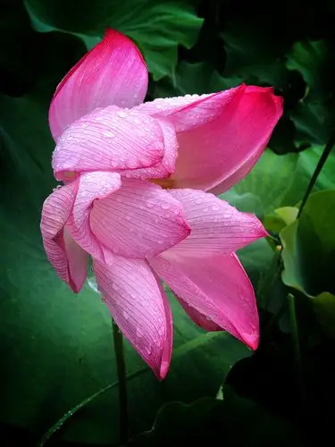 荷花荷花——你最纯洁最美丽