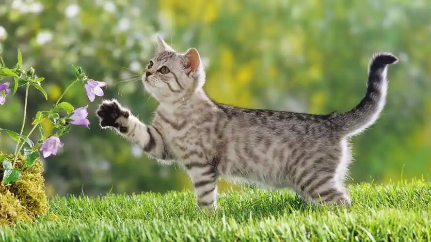 首页 动物与鸟 猫 花的猫 壁纸 花的猫 桌布 - 1920x1080 全高清 当前