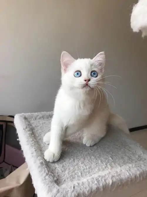 精品英短银点母猫找家长啦