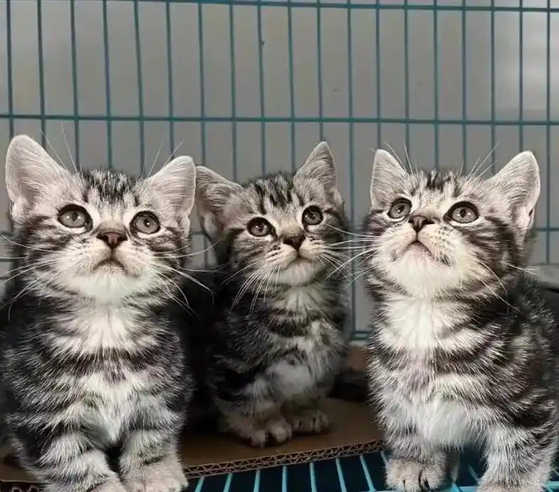 由于小家伙没人照顾,低价出了,自家猫下的崽.弟弟妹 - 抖音