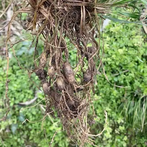 野生麦冬500g罐装正宗贵州高山药材可配南沙麦冬