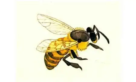 蜜蜂的工笔具体画法步骤图示03