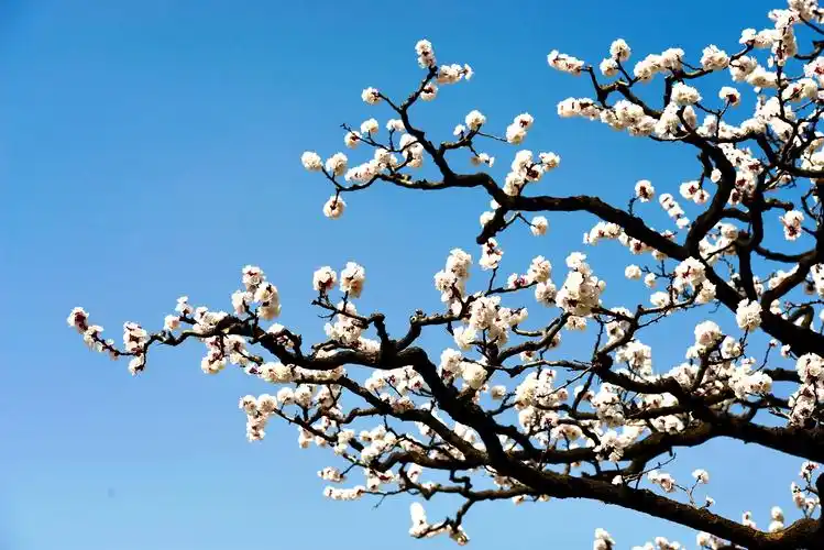 每一树杏花都写满传承枝头花开简约不繁下一个春天,婀娜与妖娆会更加