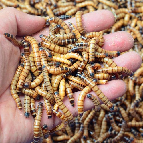 大麦虫活虫鲜活体非面包虫黄粉虫金龙鱼饲料活体八哥画眉鸟食虫子