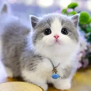 蓝白曼基康矮脚猫短毛猫幼猫起司金渐层矮脚猫幼猫小短腿宠物猫咪