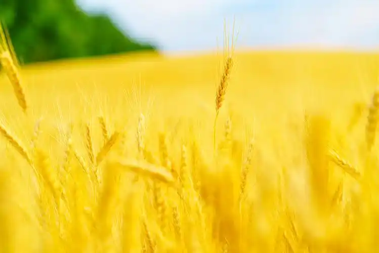 金色的小麦在田野和蓝色的天空图片下载