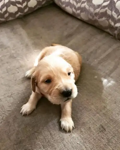 金毛宝宝毫无疑问也是非常暖心和治愈的,但这个时候的金毛还是奶狗