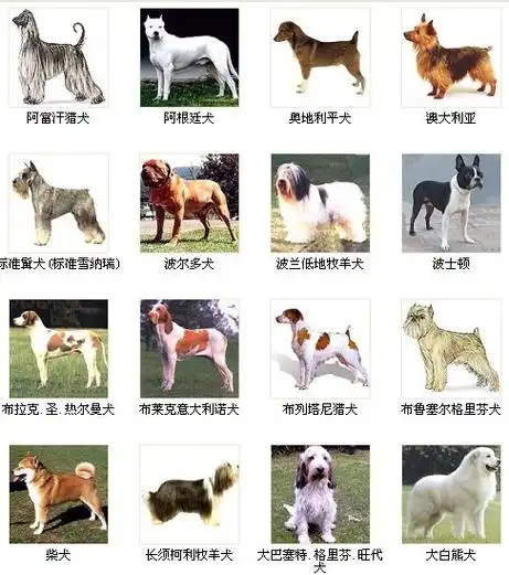 名犬