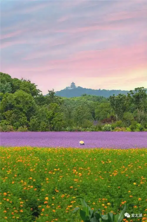 新晋网红花海刷屏预警!