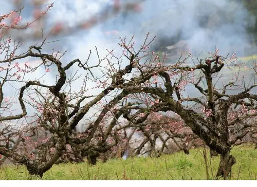 天宫蟠桃园 如今落九溪