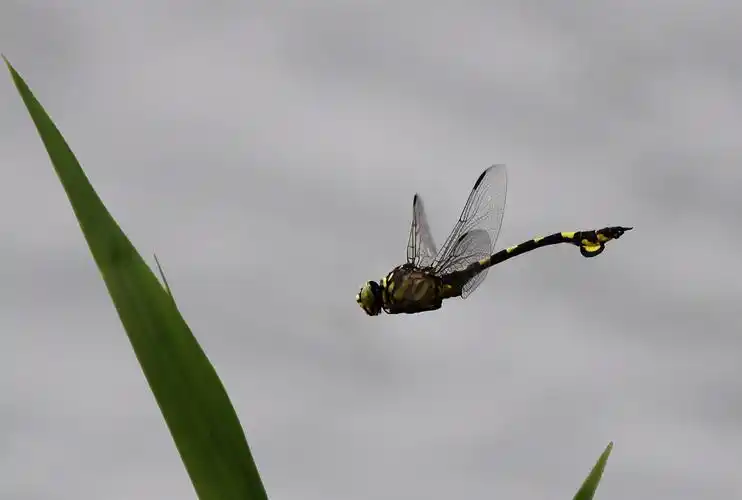 追拍蜻蜓——大团扇春蜓(细钩春蜓)