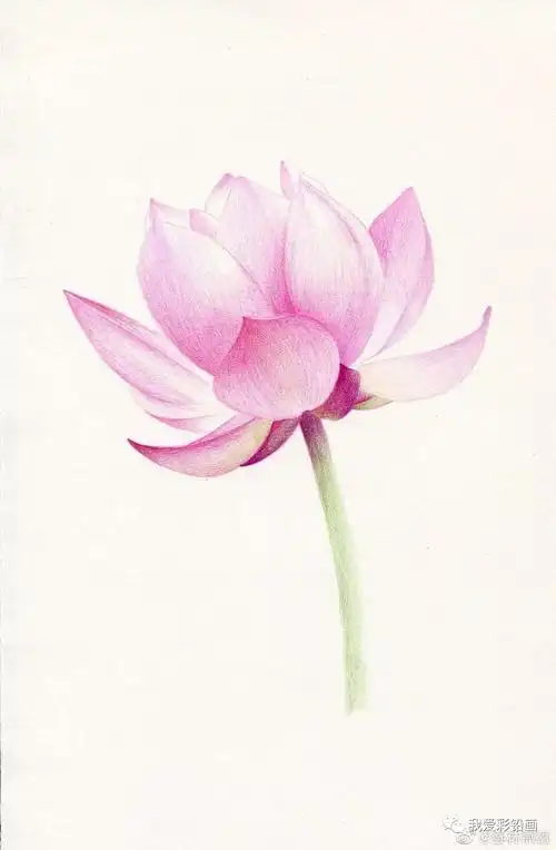 浅唱轻吟荷花舞~~画一株美美的荷花_素描教程绘画学院_零二七艺考