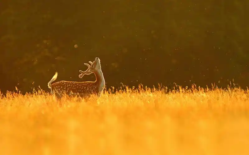 清新,麋鹿,森系,动物清新的麋鹿森系 壁纸图片